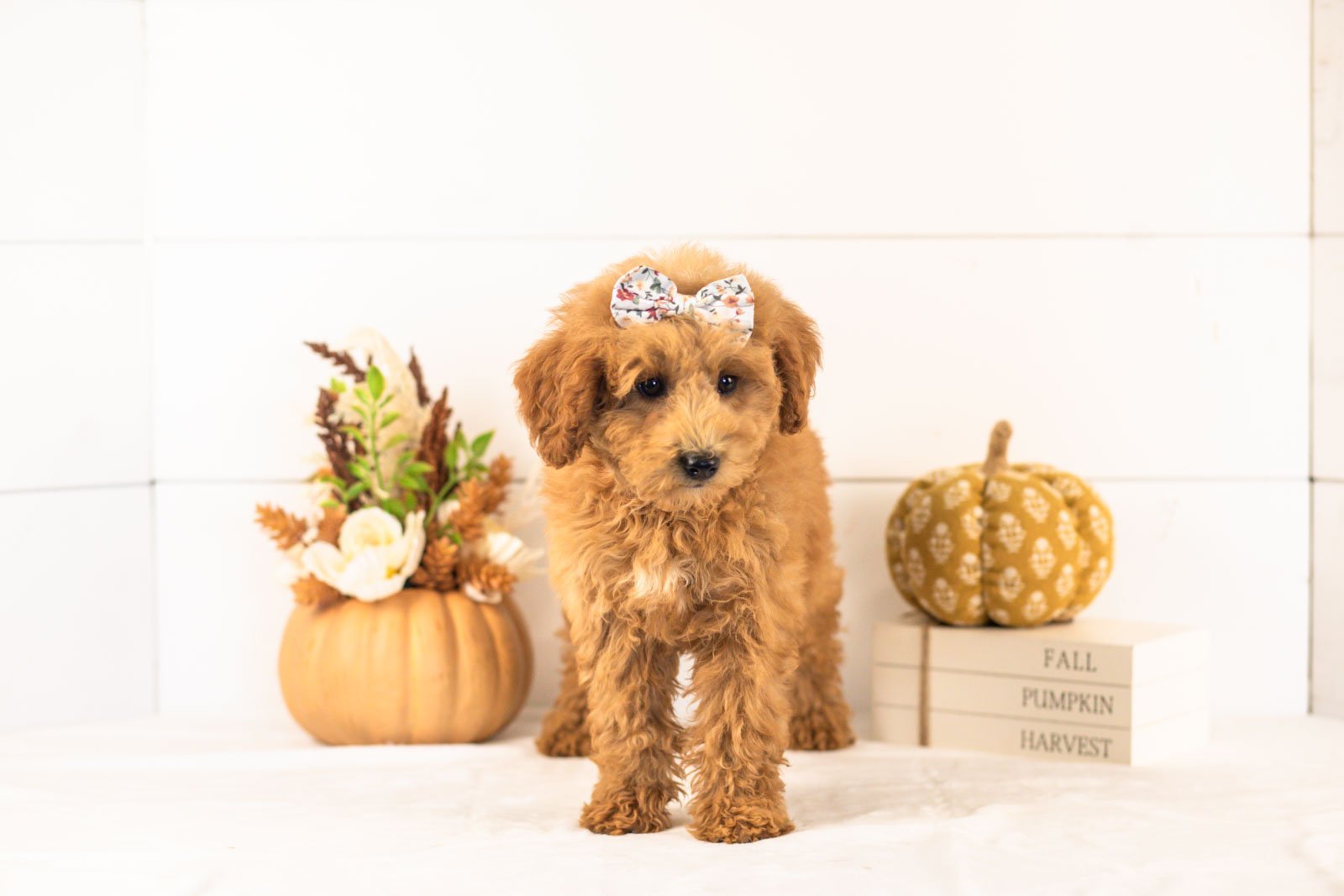 Fiona goldendoodle for sale 3.jpg
