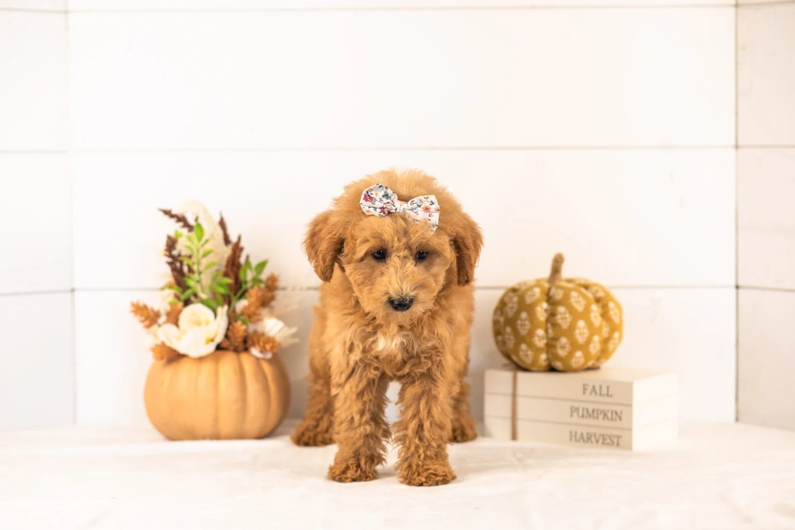 Fiona goldendoodle for sale 4.jpg