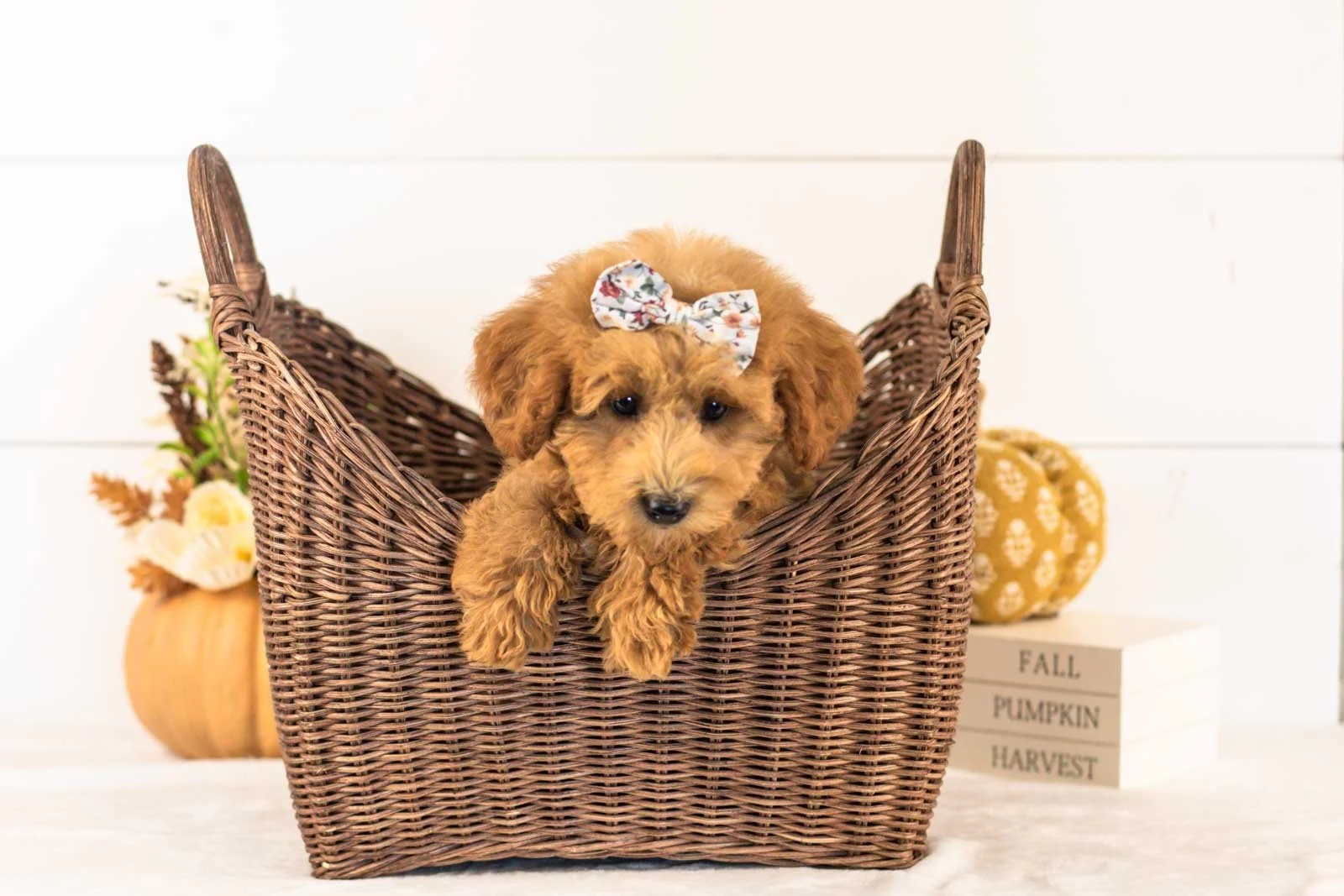 Fiona goldendoodle for sale 1.jpg