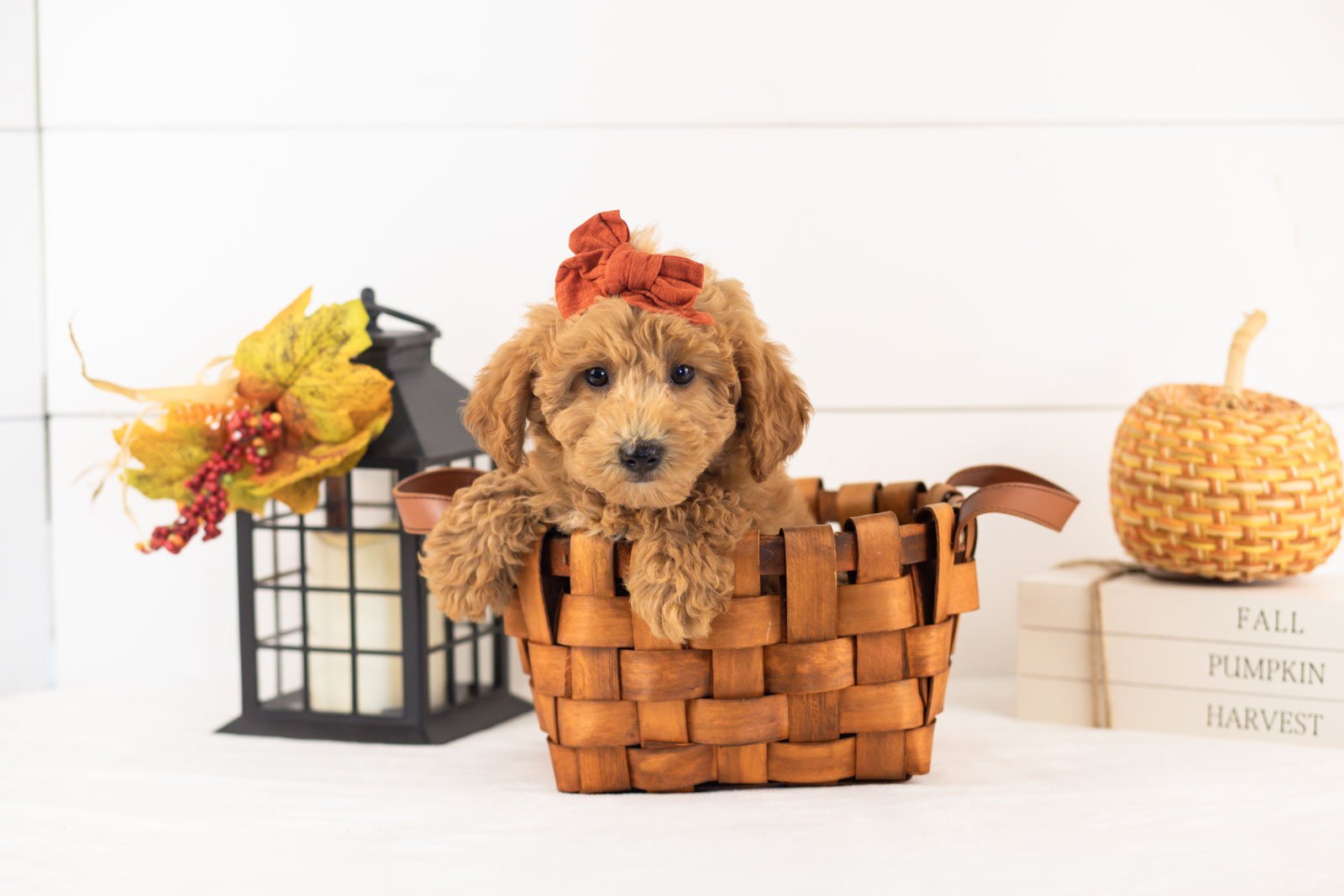 Fiona goldendoodle for sale 1.jpg