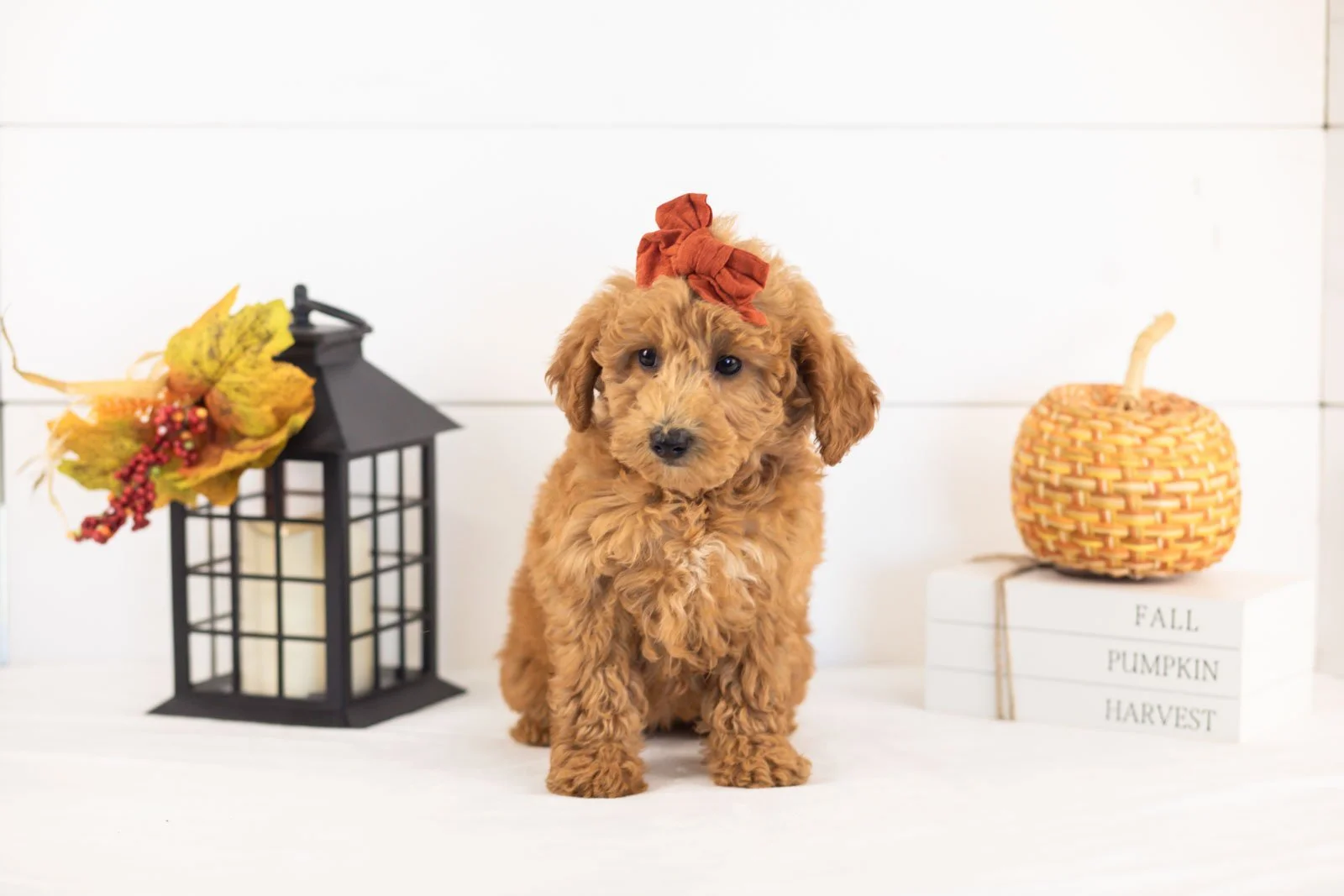 Fiona goldendoodle for sale 3.jpg