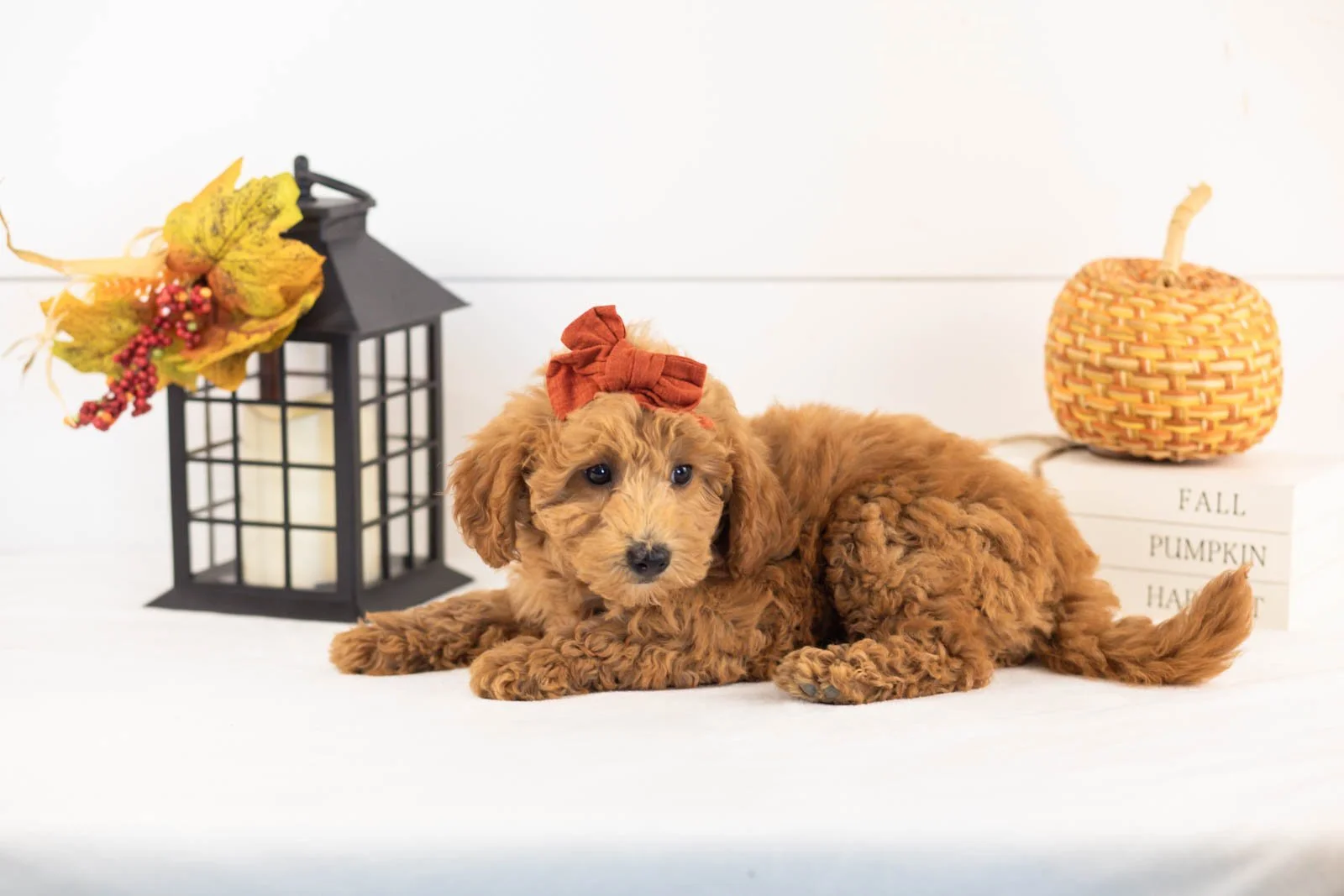 Fiona goldendoodle for sale 4.jpg