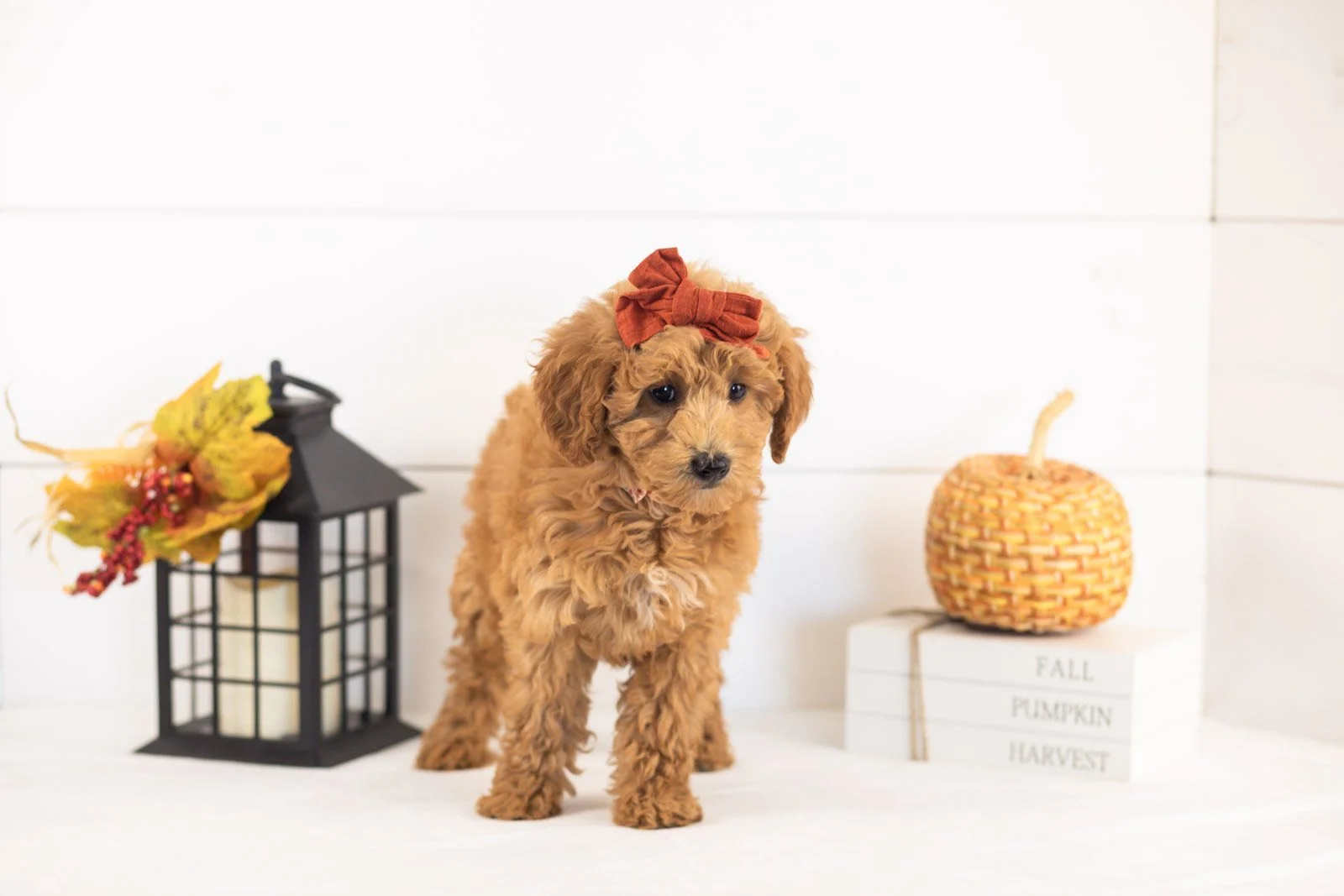 Fiona goldendoodle for sale 5.jpg