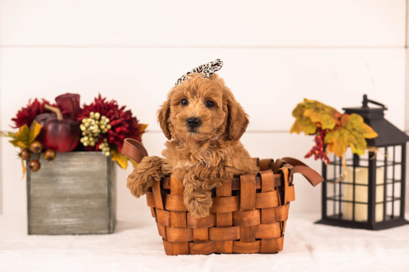 Fiona goldendoodle for sale 4.jpg