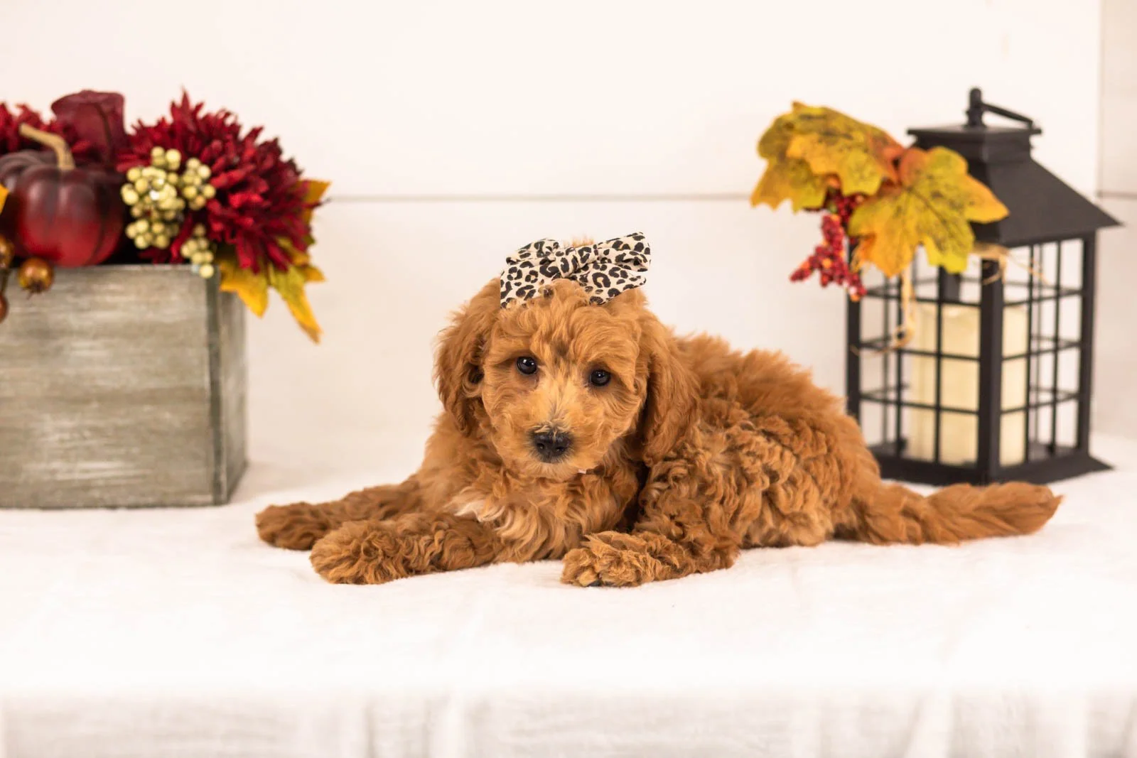 Fiona goldendoodle for sale 3.jpg