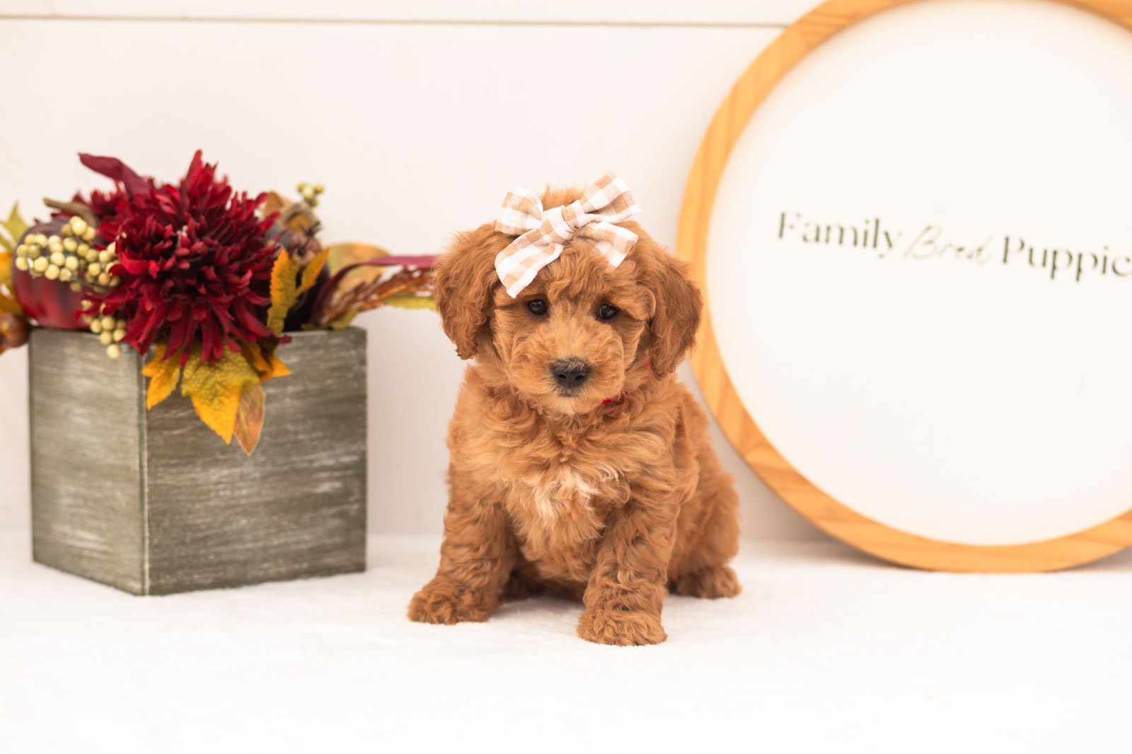 Fiona goldendoodle for sale(4).jpg