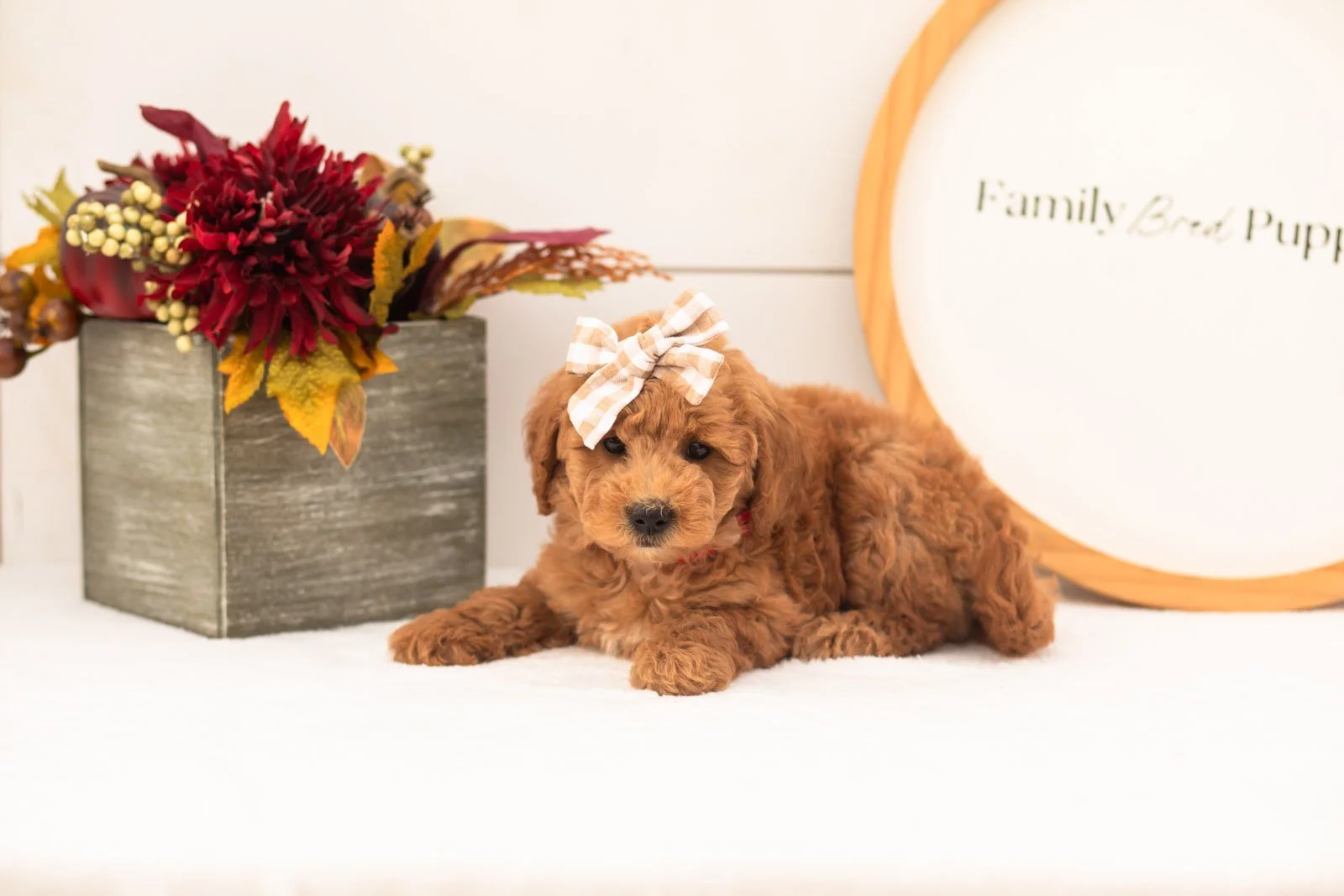 Fiona goldendoodle for sale(3).jpg