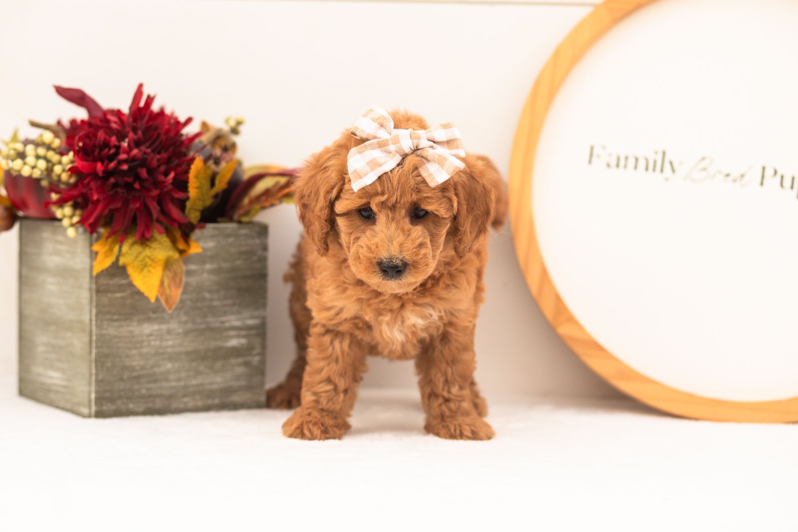 Fiona goldendoodle for sale(1).jpg