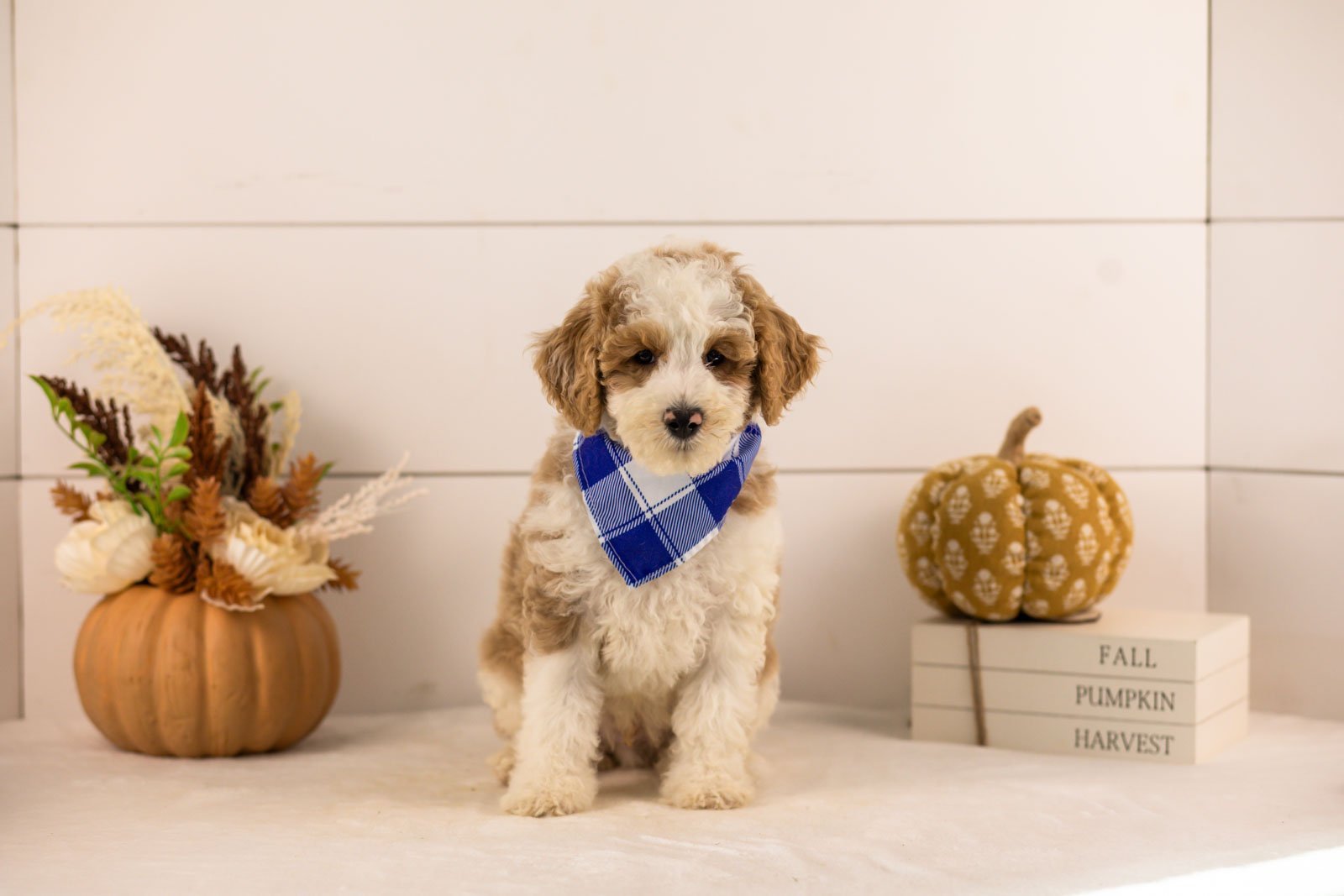 Wilder goldendoodle for sale 4.jpg
