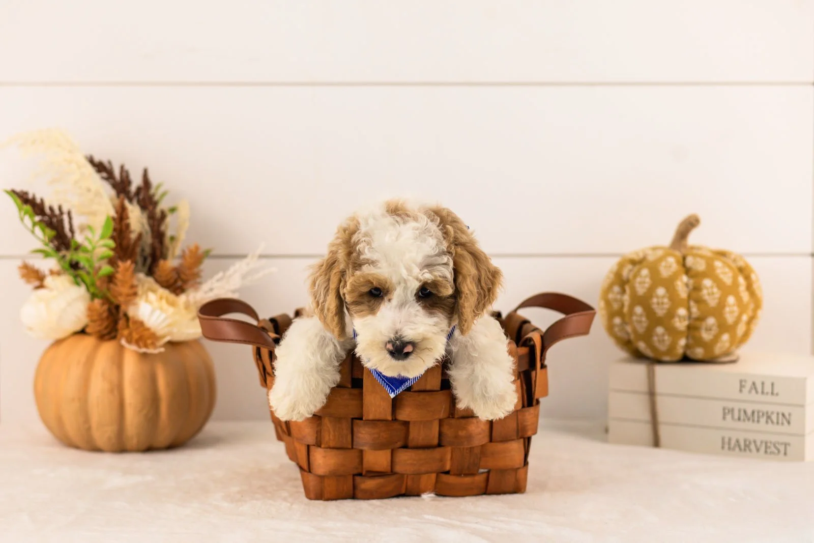 Wilder goldendoodle for sale 1.jpg