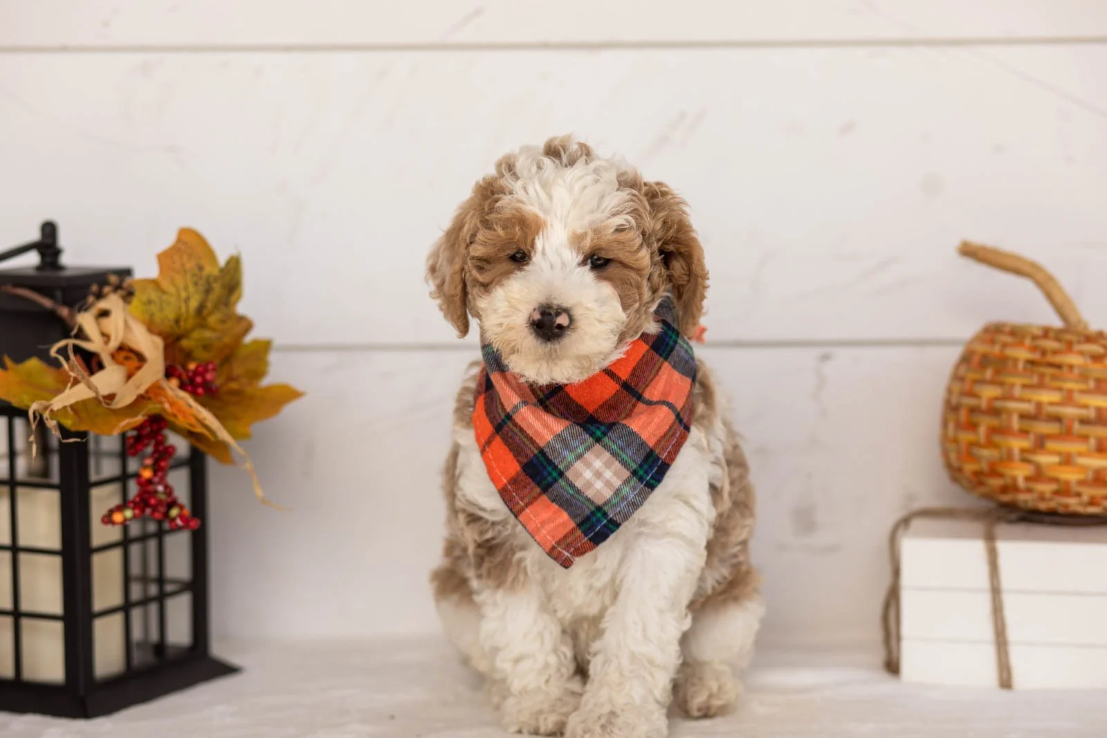 Wilder goldendoodle for sale 4.jpg