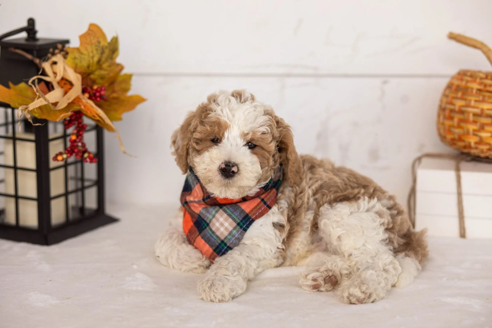 Wilder goldendoodle for sale 5.jpg
