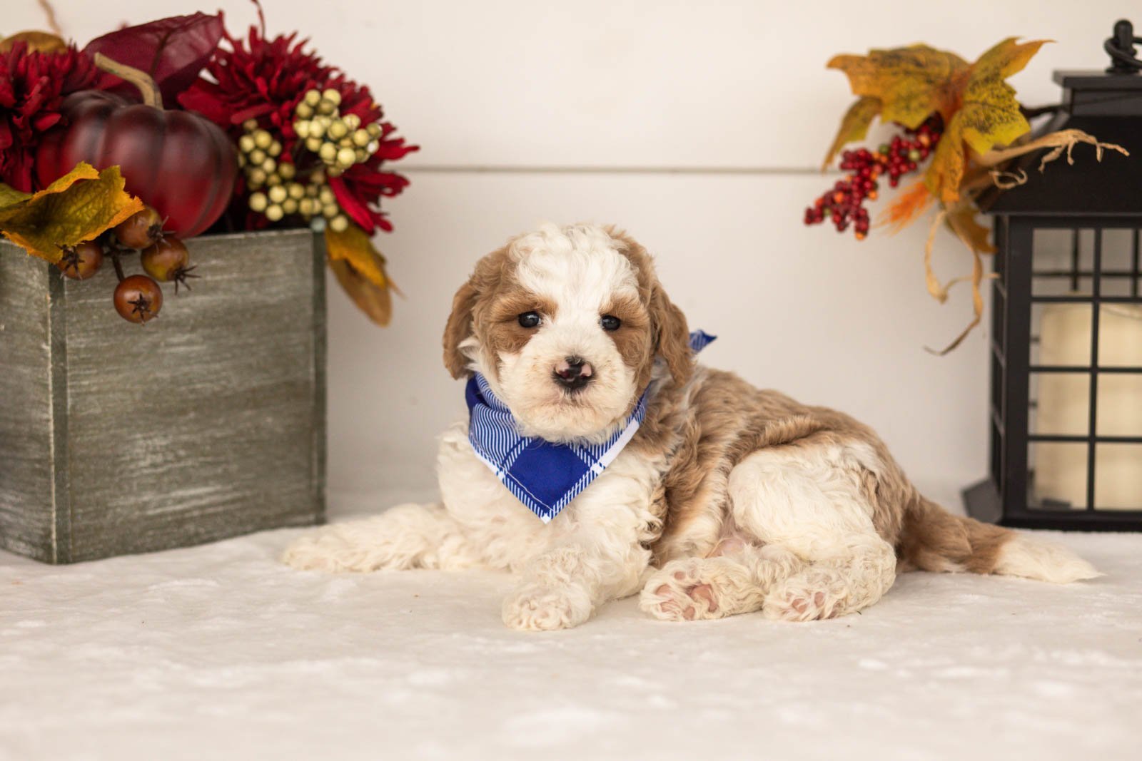 Wilder goldendoodle for sale(1).jpg