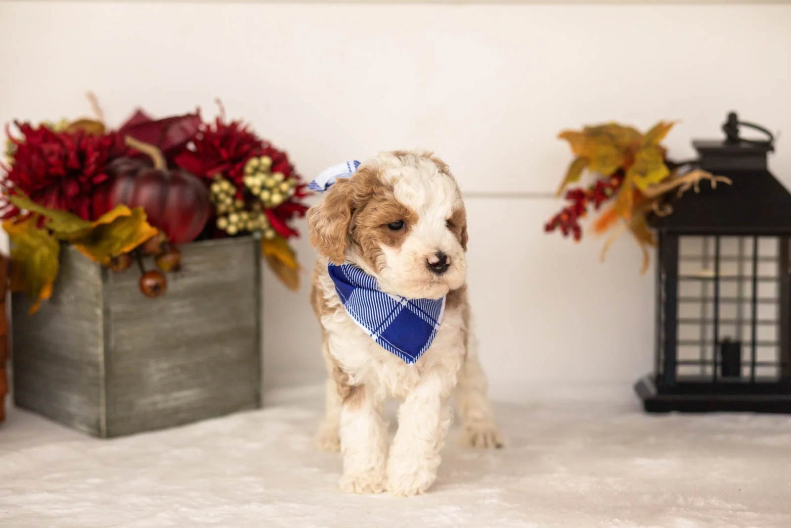 Wilder goldendoodle for sale(3).jpg