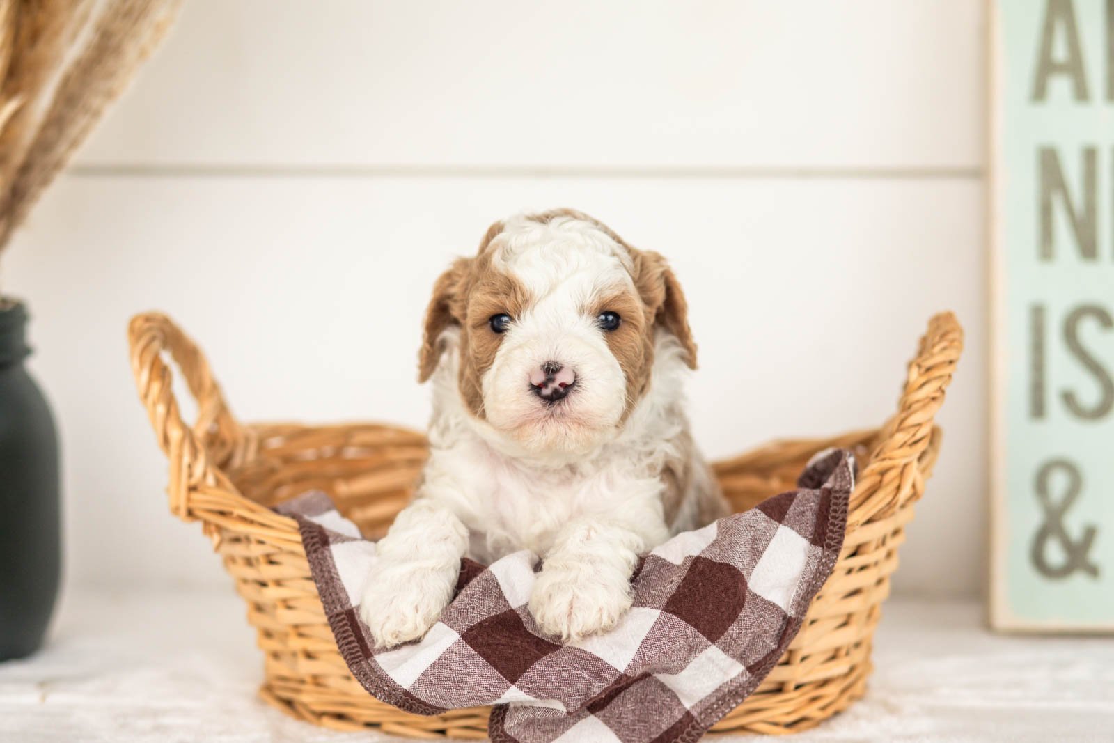 Wilder goldendoodle for sale(1).jpg
