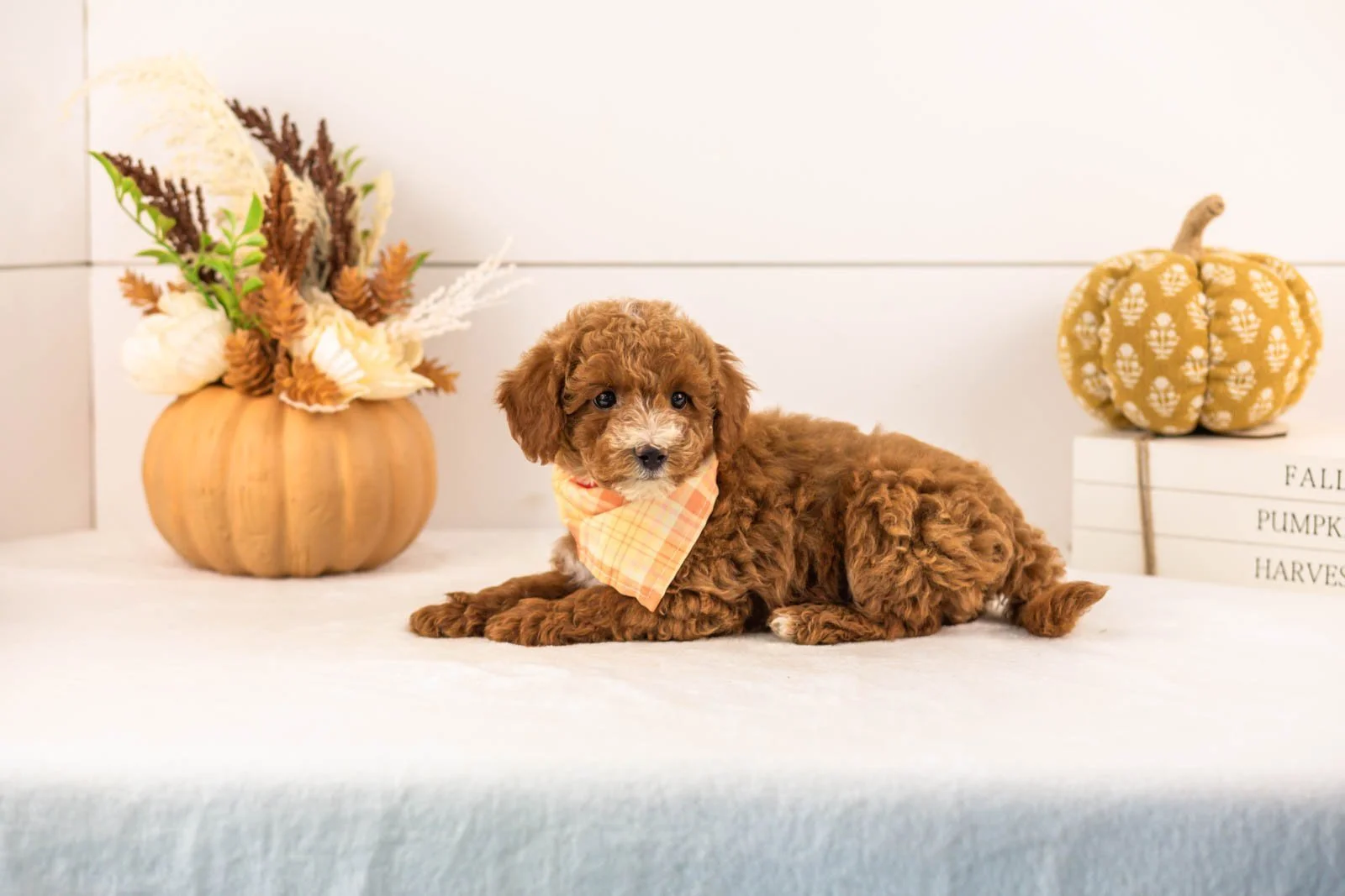 Secretariet goldendoodle for sale 5.jpg