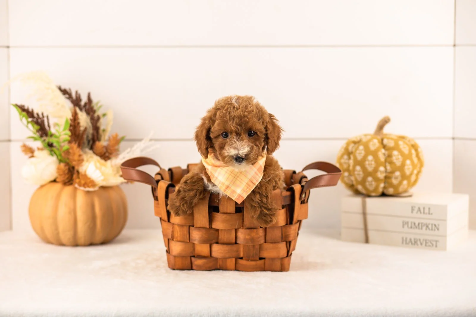 Secretariet goldendoodle for sale 1.jpg