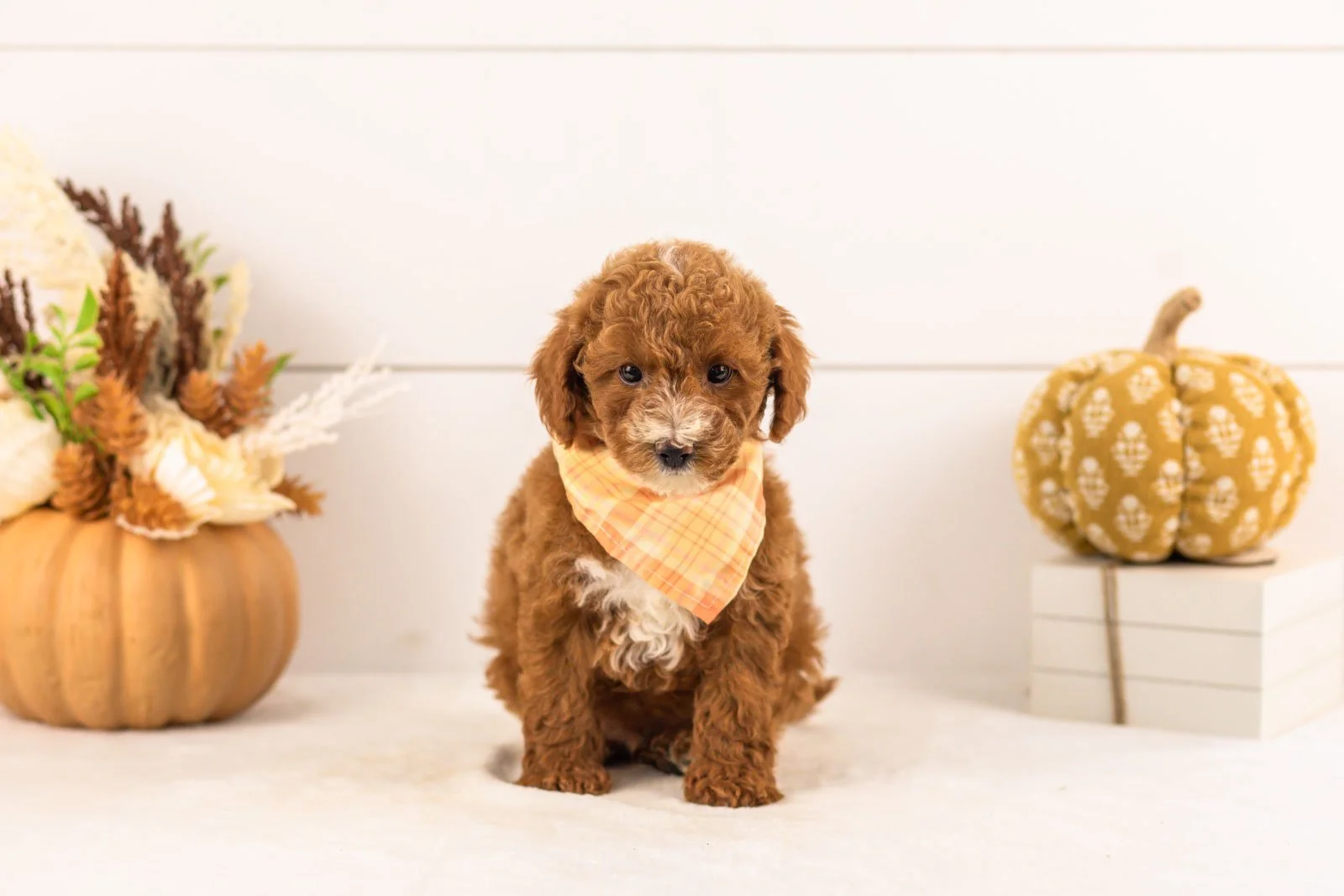 Secretariet goldendoodle for sale 4.jpg