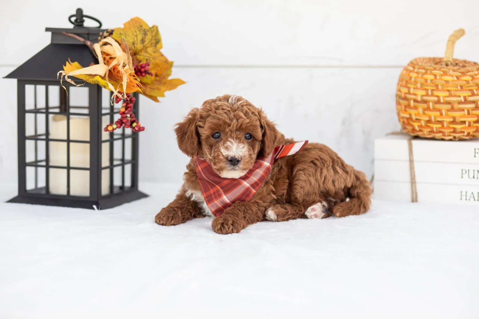 Secretariet goldendoodle for sale 5.jpg