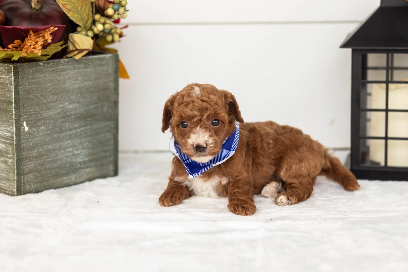 Secretariet goldendoodle for sale 5.jpg