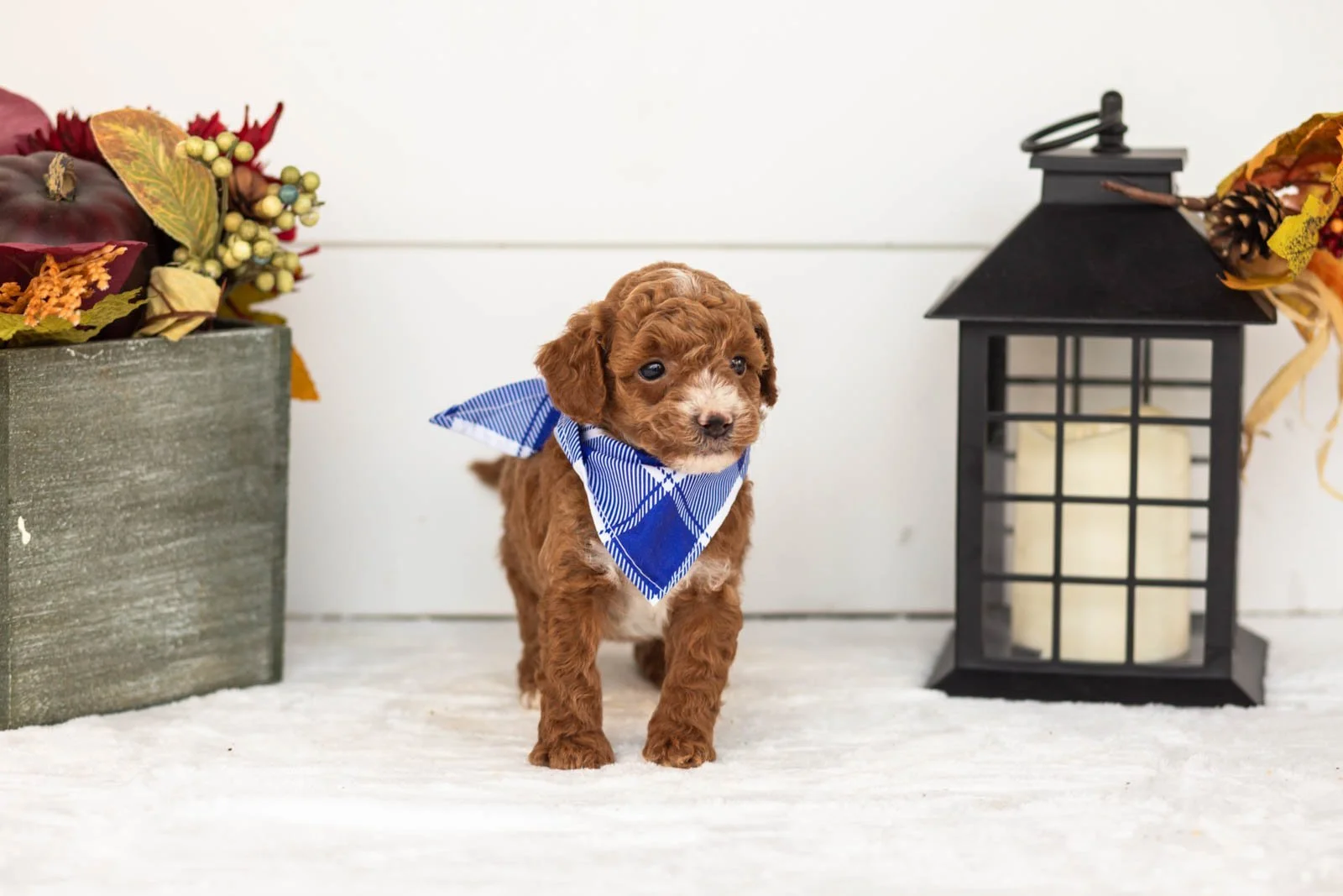 Secretariet goldendoodle for sale 3.jpg