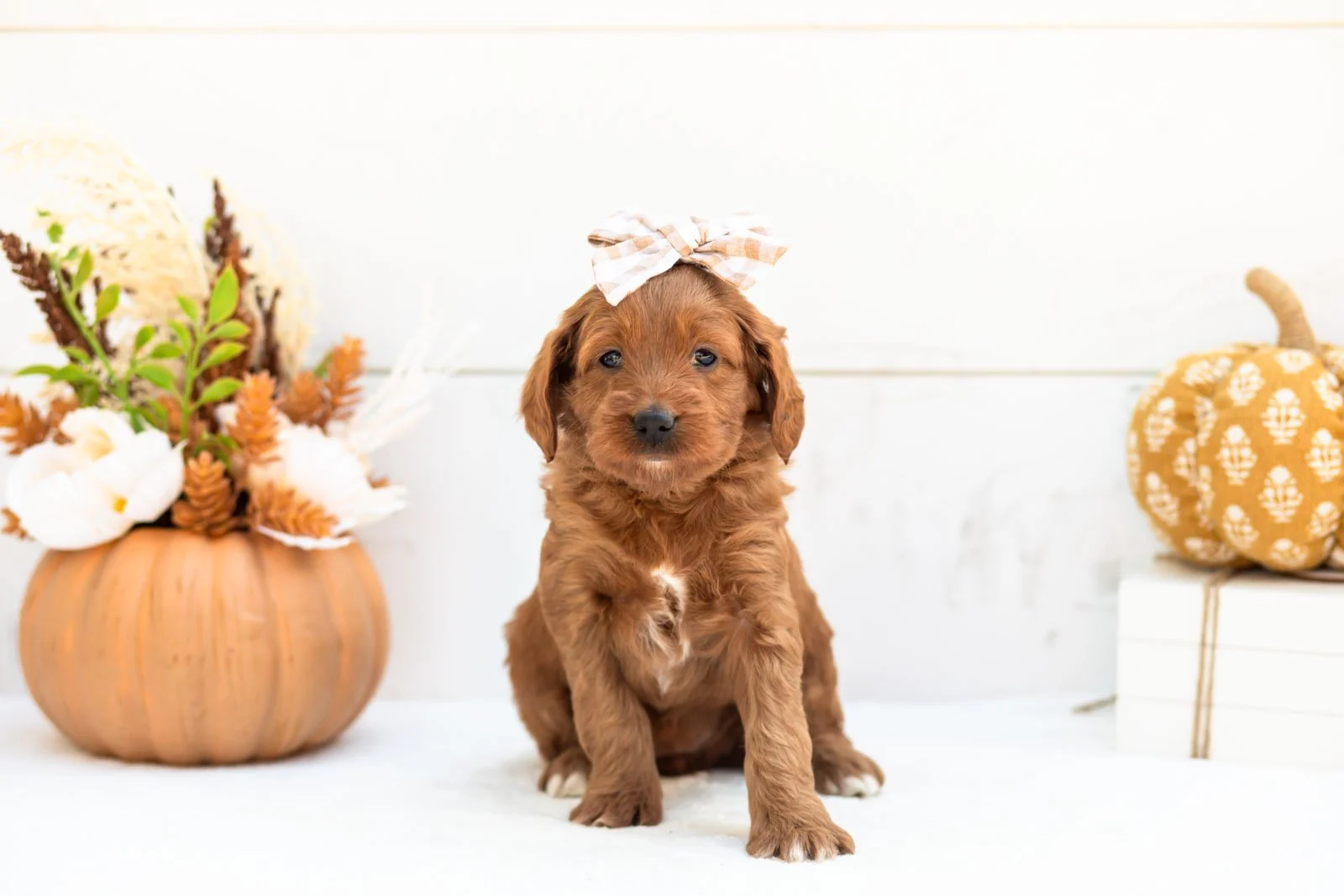 Dottie goldendoodle for sale 3.jpg