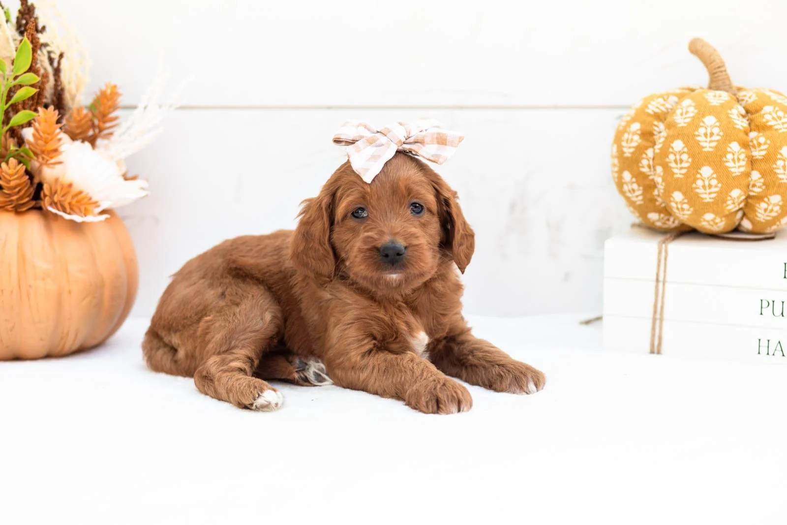 Dottie goldendoodle for sale 4.jpg