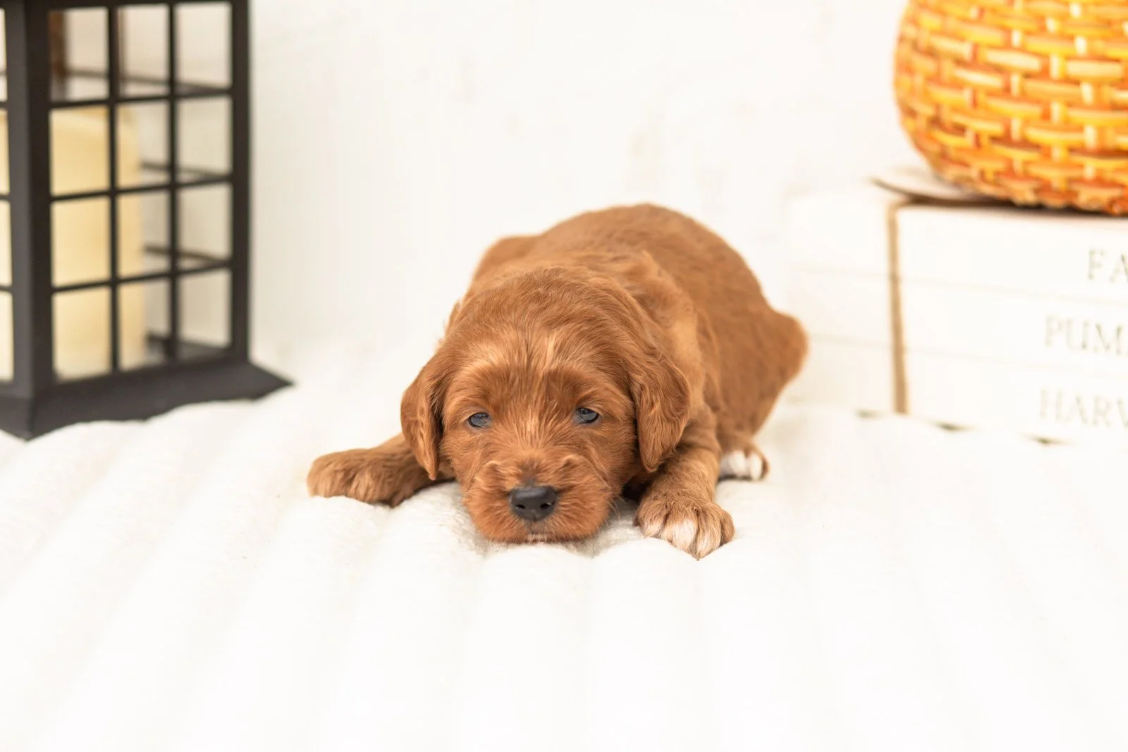 Dottie goldendoodle for sale 3.jpg