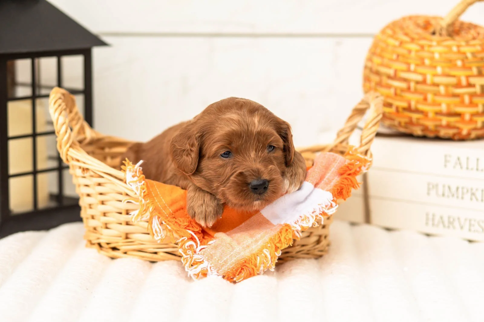 Dottie goldendoodle for sale 1.jpg