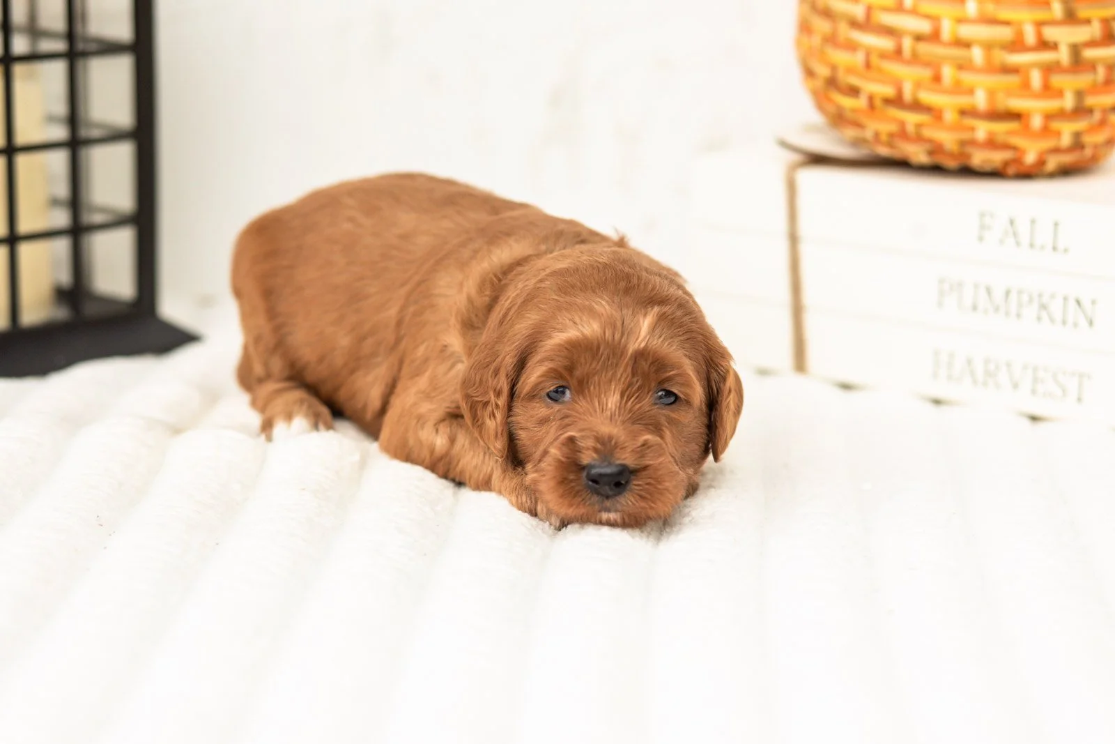 Dottie goldendoodle for sale 5.jpg