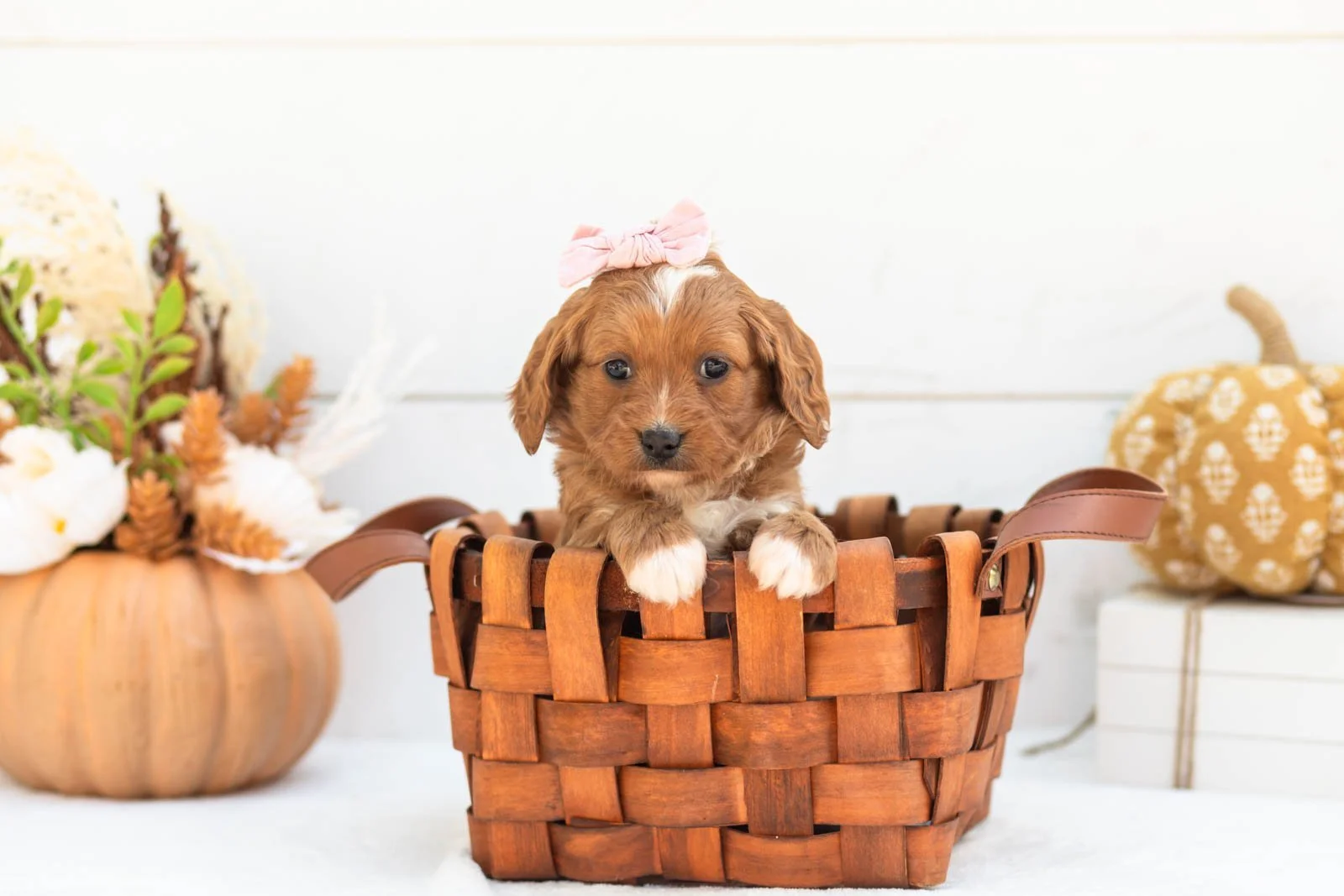 Rose goldendoodle for sale 1.jpg