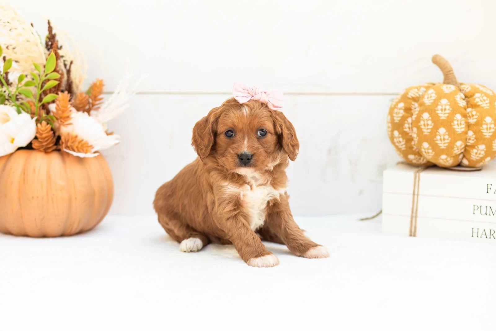 Rose goldendoodle for sale 3.jpg