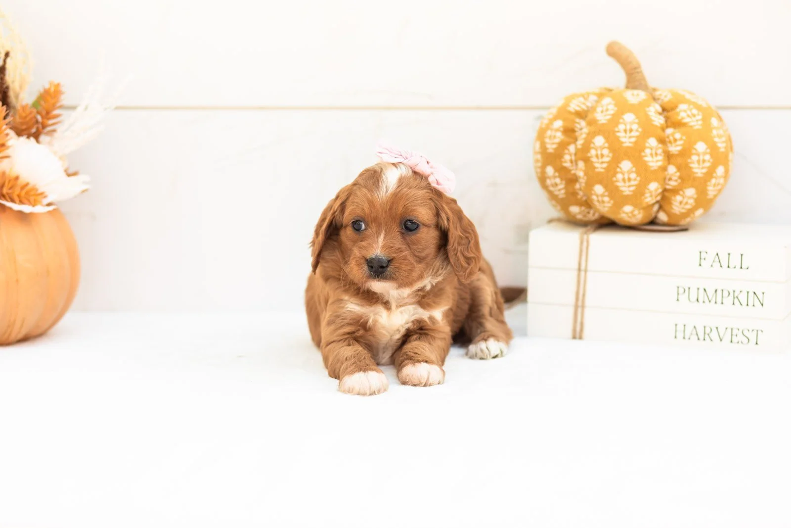 Rose goldendoodle for sale 4.jpg