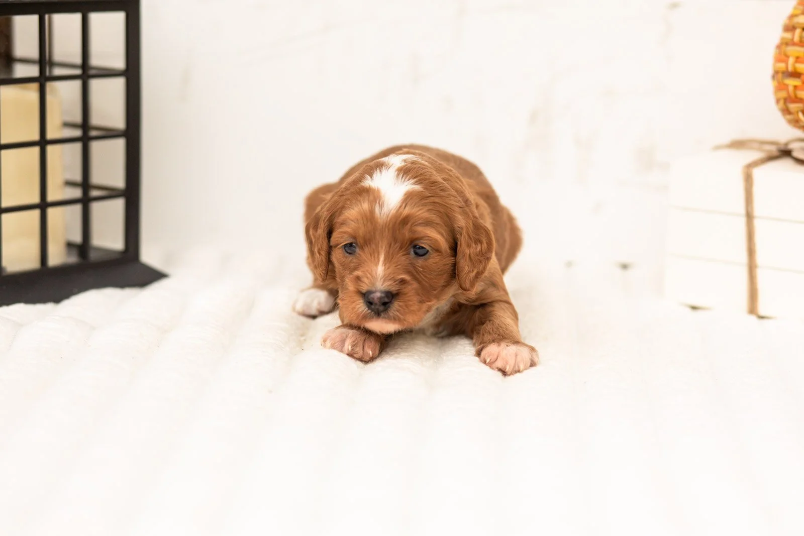 Rose goldendoodle for sale 3.jpg