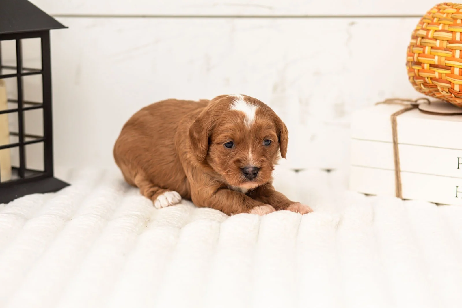Rose goldendoodle for sale 4.jpg