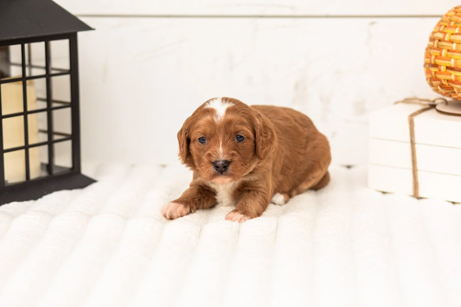 Rose goldendoodle for sale 5.jpg