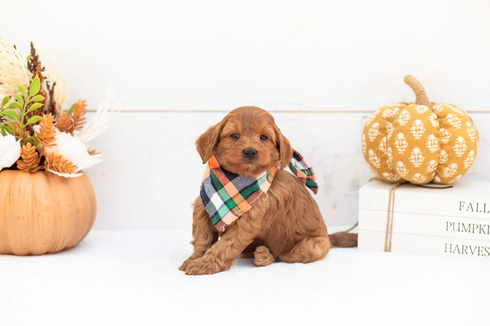 Stan goldendoodle for sale 4.jpg