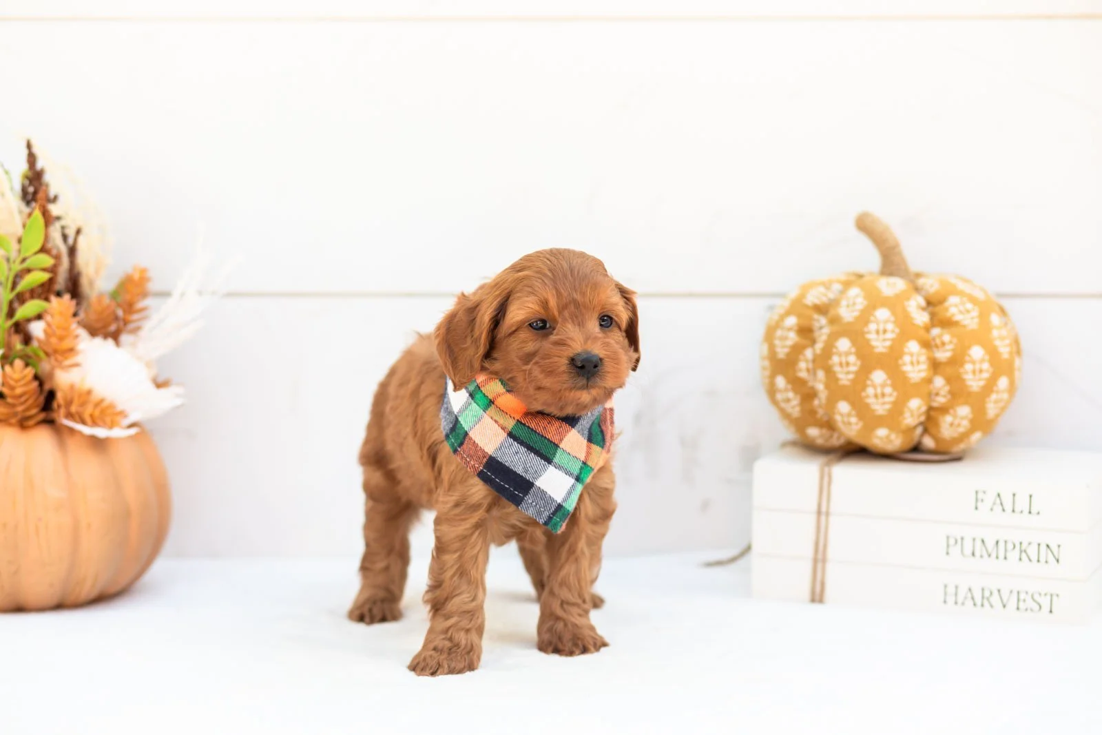 Stan goldendoodle for sale 5.jpg