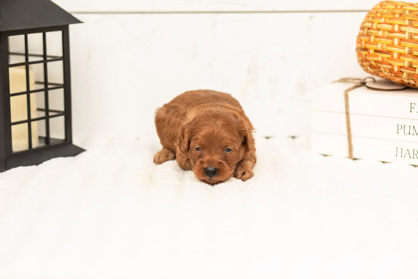 Stan goldendoodle for sale 3.jpg