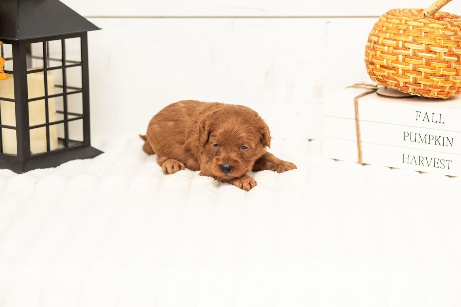 Stan goldendoodle for sale 4.jpg