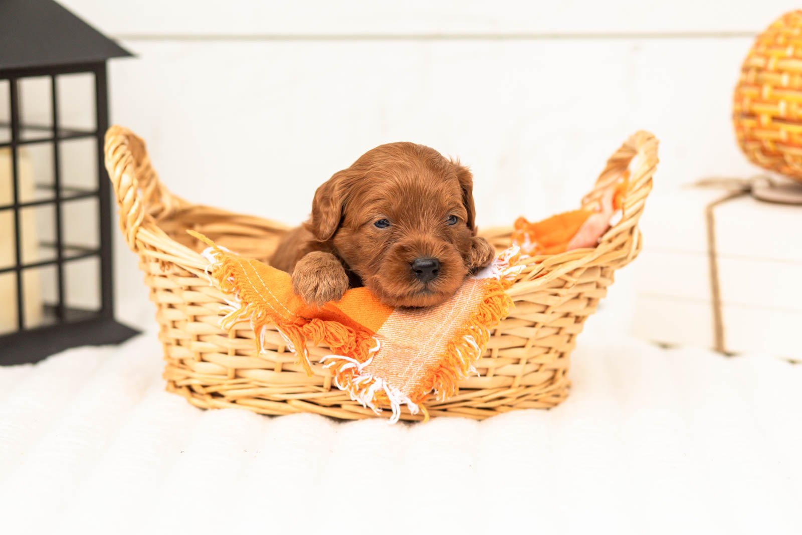 Stan goldendoodle for sale 1.jpg