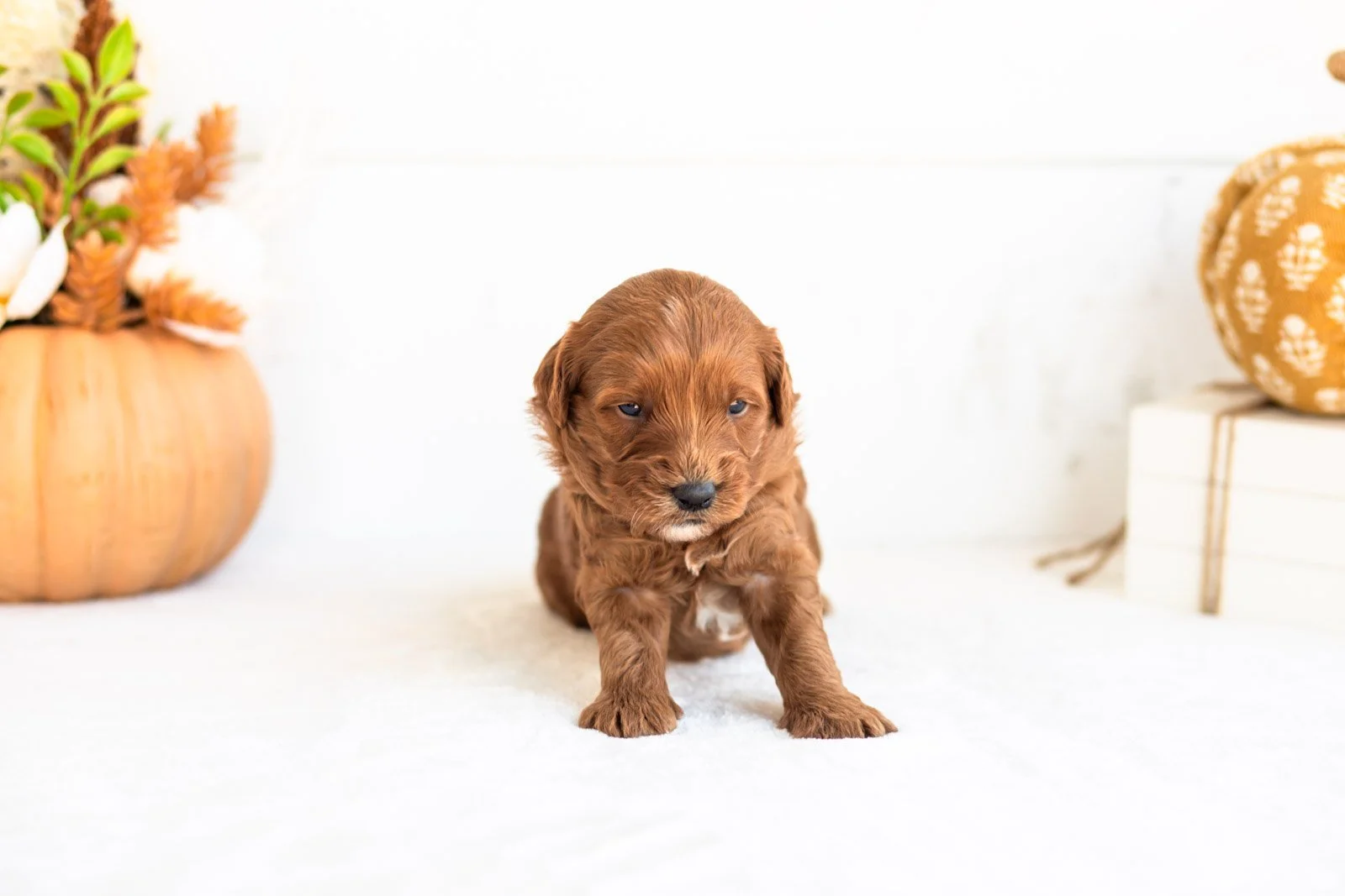 Nana goldendoodle for sale 3.jpg