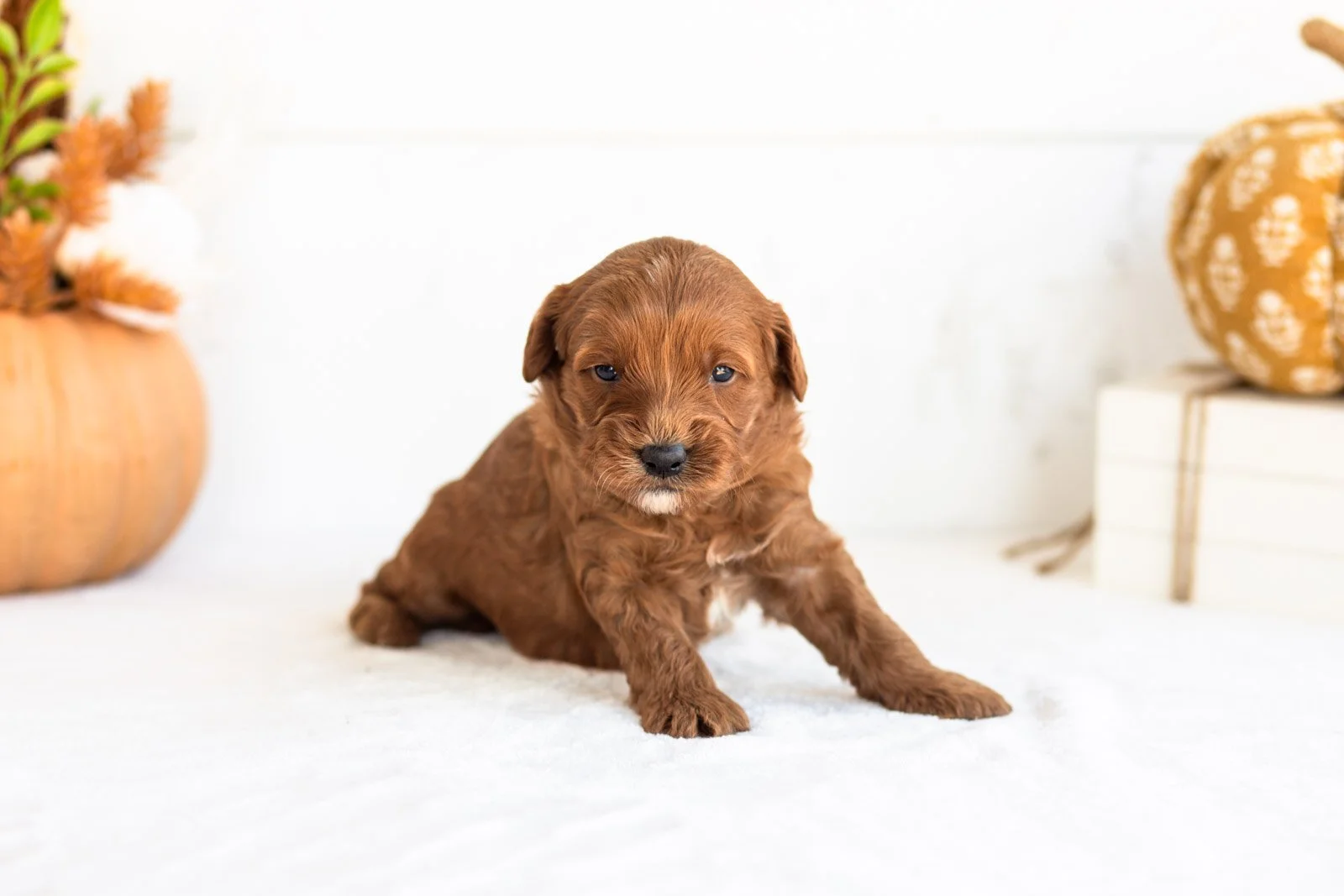 Nana goldendoodle for sale 5.jpg