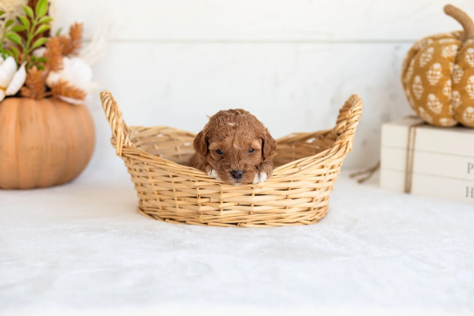 Nellie goldendoodle for sale 1.jpg