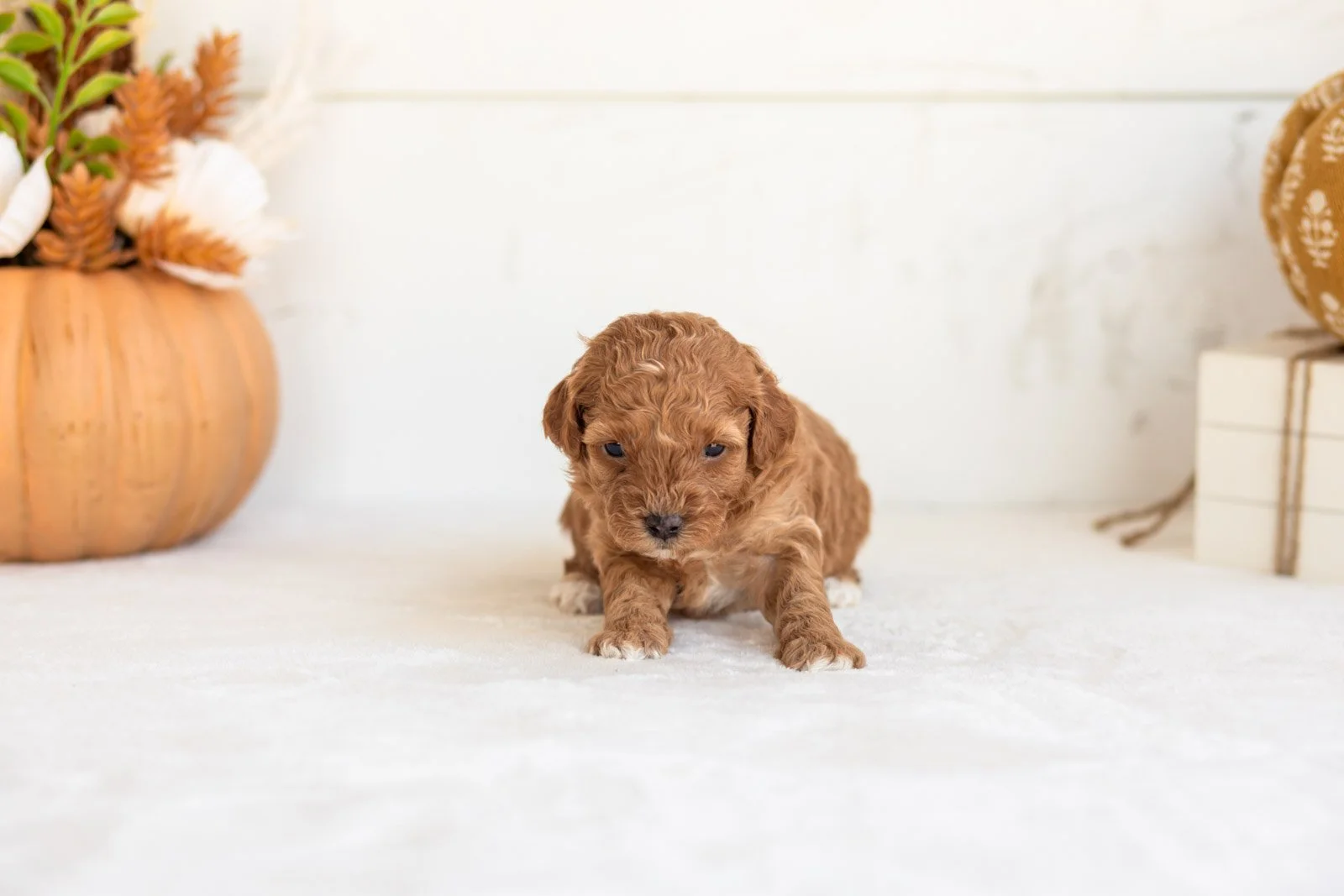 Nellie goldendoodle for sale 3.jpg