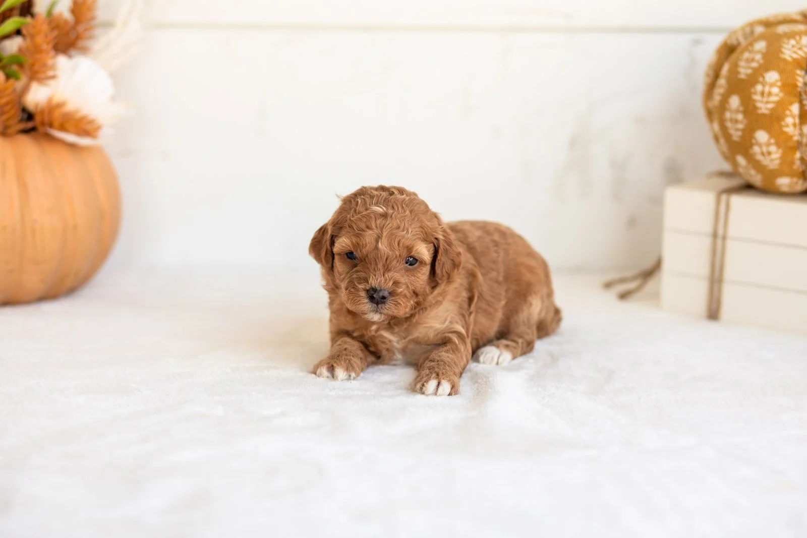 Nellie goldendoodle for sale 4.jpg
