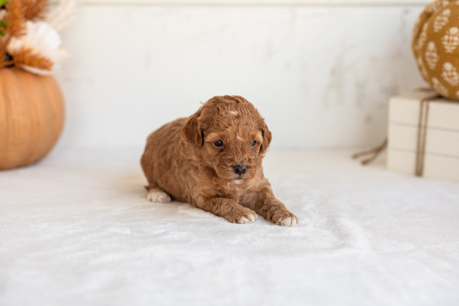 Nellie goldendoodle for sale 5.jpg