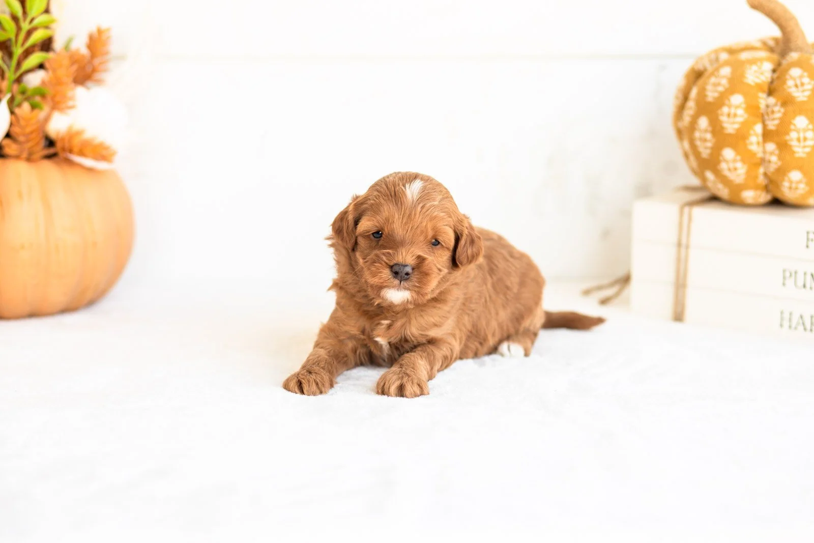 Nacho goldendoodle for sale 4.jpg