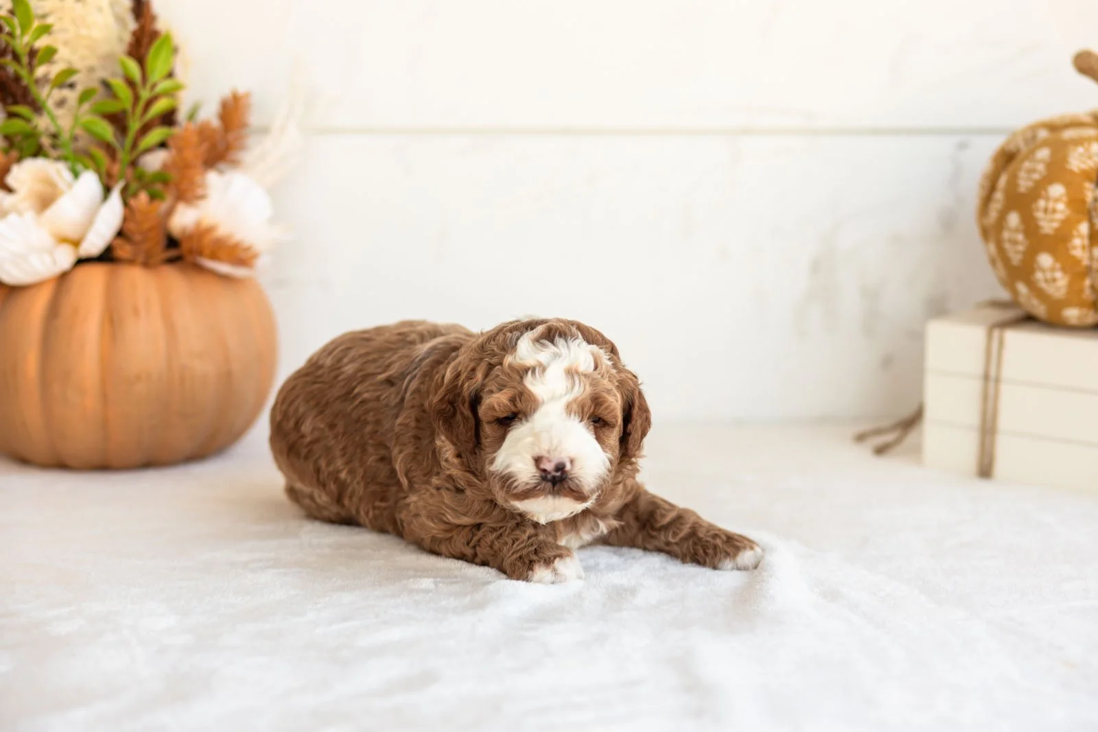 Newton goldendoodle for sale 5.jpg