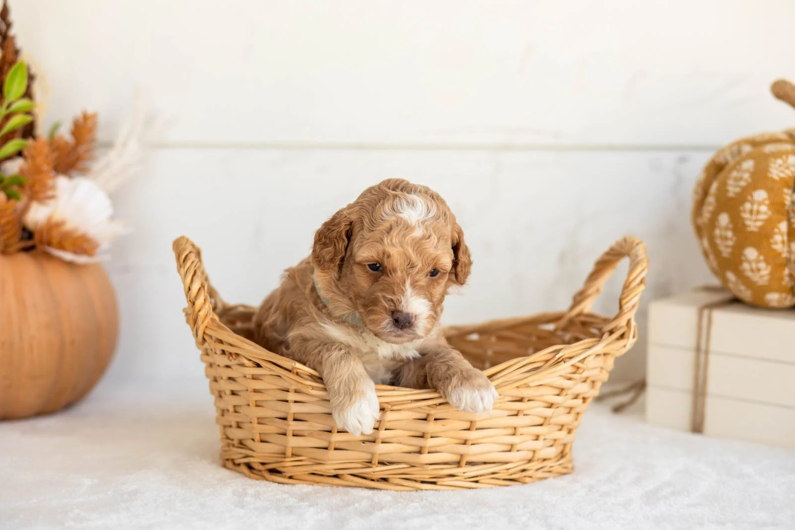Noodle goldendoodle for sale 1.jpg
